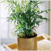 Palm