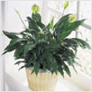 Peace & Serenity Planter